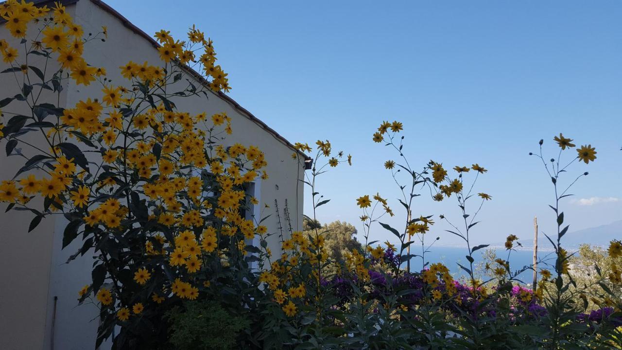 Gli Ulivi Agriturismo Sant'Agnello Eksteriør billede