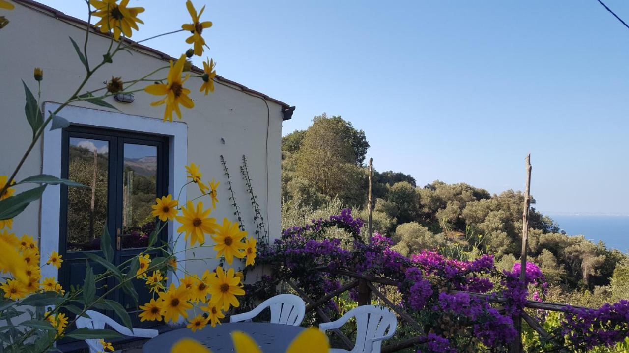 Gli Ulivi Agriturismo Sant'Agnello Eksteriør billede